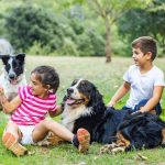 Adopción de perros en Granada