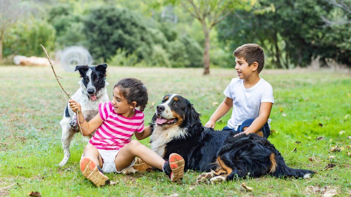 Adopción de perros en Granada