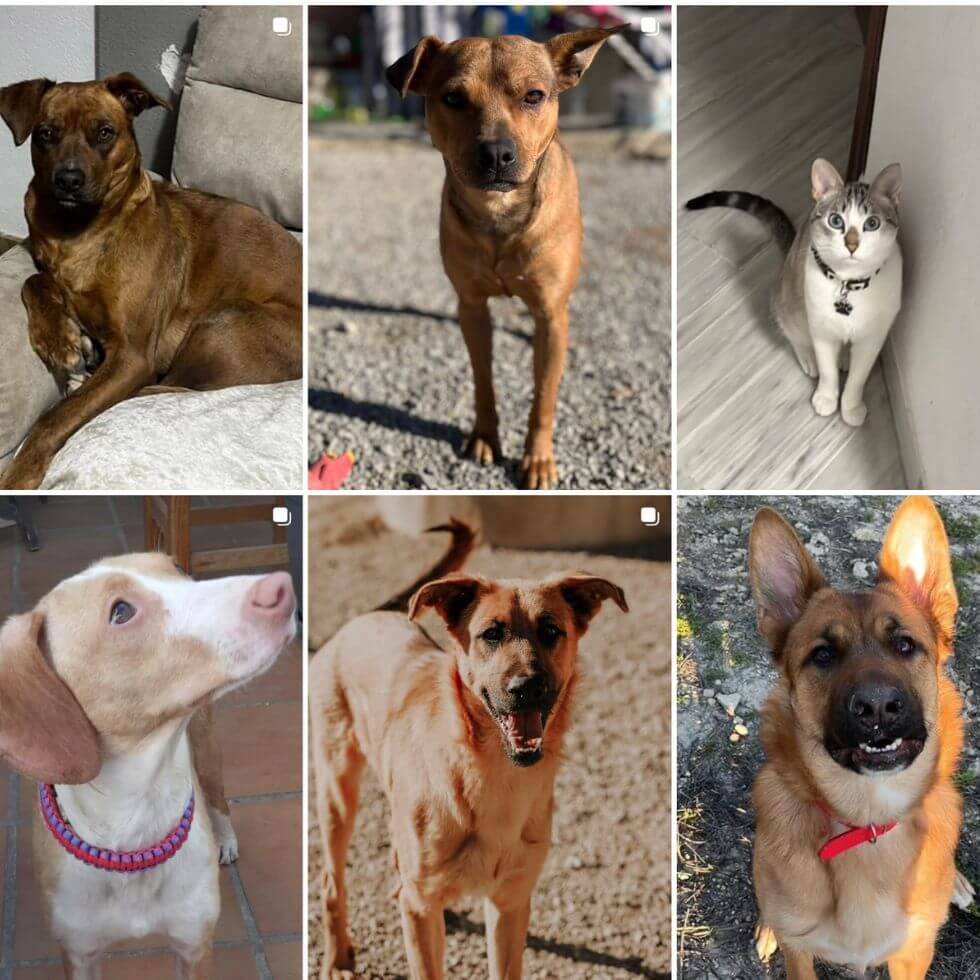 rescate-animal-granada